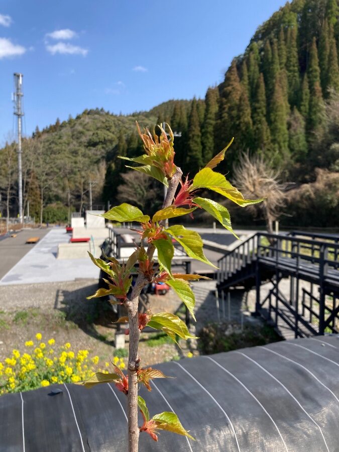 Refine Skate Park(リファインスケートパーク)は河津桜を植林しています！