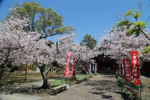春の息吹を感じる櫻八幡神社：自然と歴史が織りなす絶景