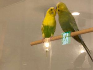 小鳥カフェ Aile en Ciel（エルアンシエル）｜富士見通りの小鳥たちに癒されながら、自家焙煎コーヒーなど楽しめるカフェ♪
