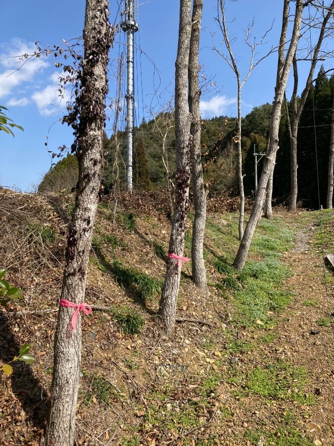 佐伯市直川のカブトムシ・クワガタ スポット！特に何もしなくても大きなカブトムシやクワガタが取れます！