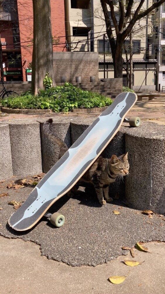 少しずつを心を開いてくれた公園の猫たち✨