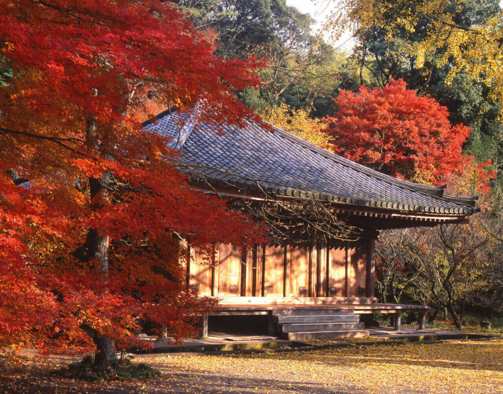 富貴寺の本堂を左斜めから撮影。太陽の光が差し込み、手前の赤く染まった紅葉と背景の楓の木々が美しく彩る静寂の境内
