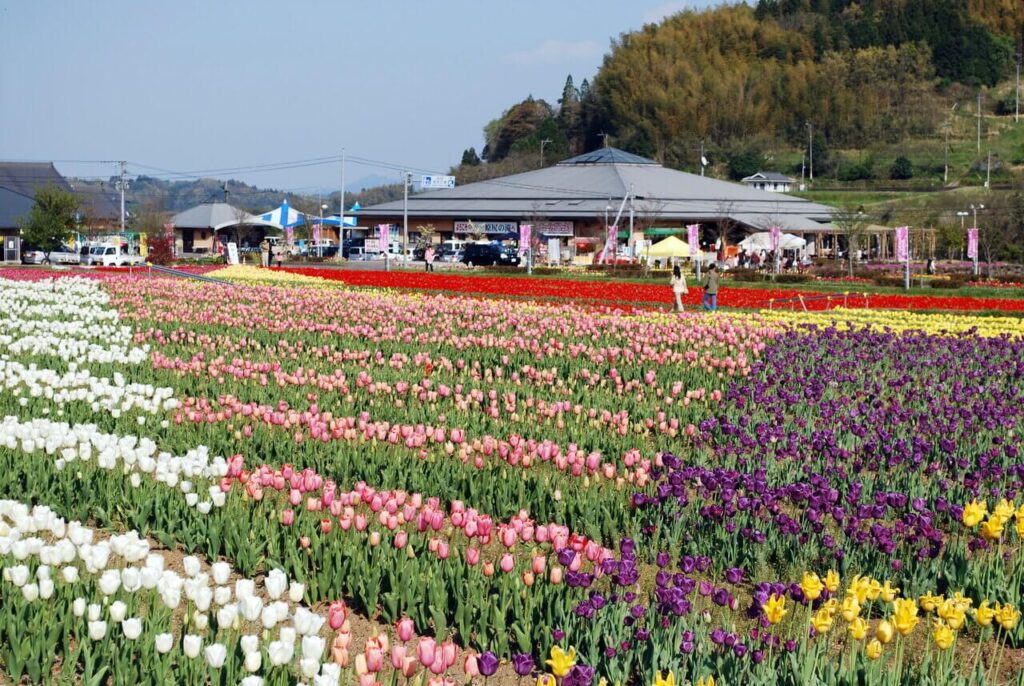 道の駅 原尻の滝前に広がるチューリップ畑。季節の花と観光施設が並ぶ、春らしい原尻の風景