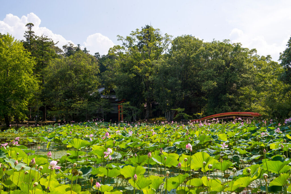 宇佐神宮 菱形池に咲き誇る蓮の花|大分県宇佐市 夏の名所