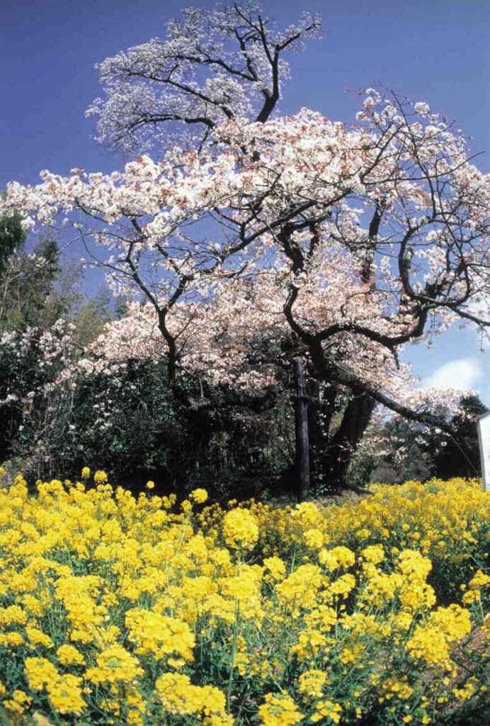 魚見桜(うおみざくら)の桜大木と手前に咲く菜の花イメージ