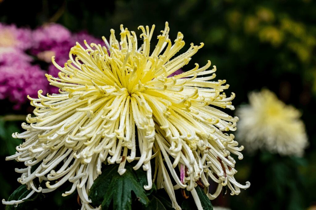 フリー素材の菊|薦神社の秋の菊祭をイメージした色鮮やかな菊の花