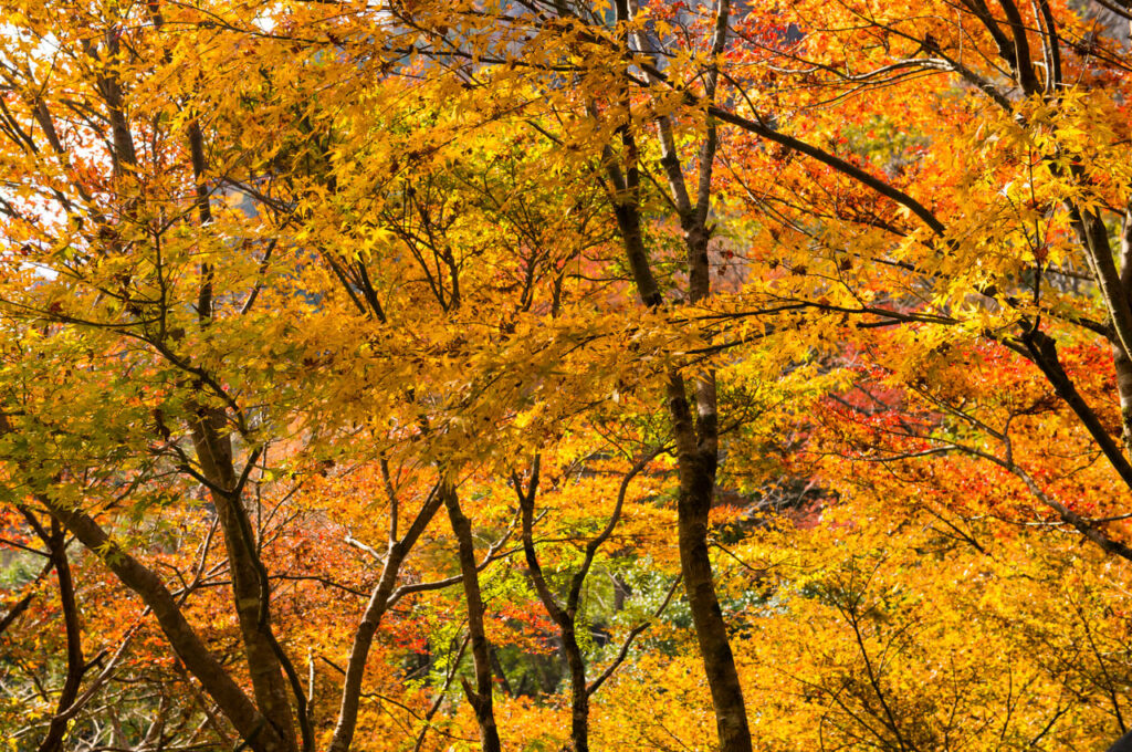 秋の紅葉風景イメージ