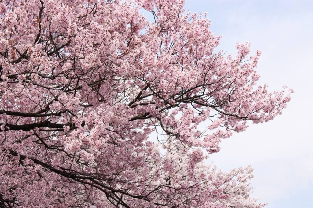 春の参拝シーズンを感じさせる満開の桜と空の風景イメージ