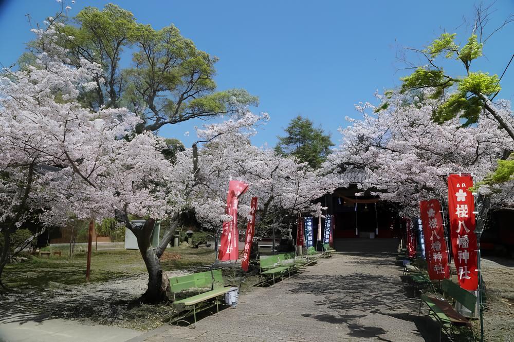 満開の桜が彩る参道の奥に、静かに佇む櫻八幡神社の参拝所