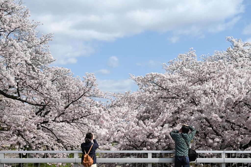 桜の風景イメージ写真、春の自然と満開の桜を楽しむシーン