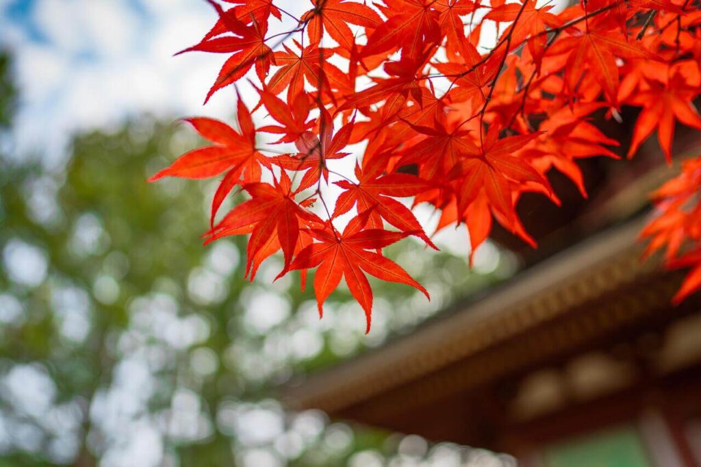 紅葉越しにぼんやり見える神社の風景、秋の静かな参拝イメージ