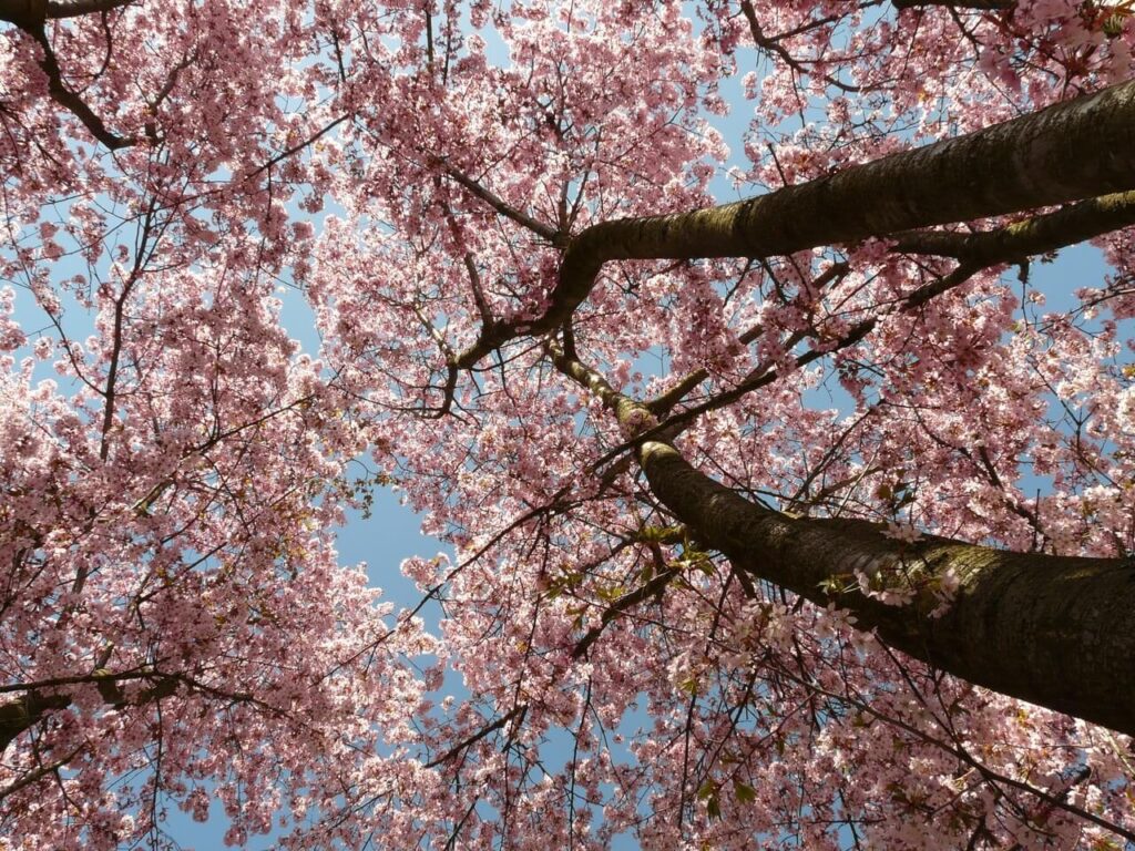 満開の桜と青空を下から撮影イメージ