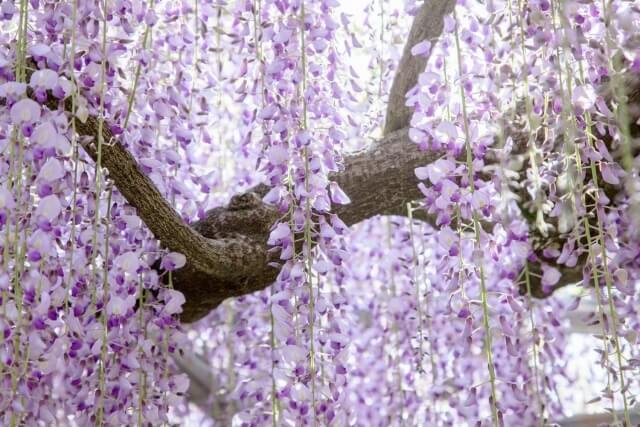 樹齢450年の御神木に咲く藤の花|西寒多神社