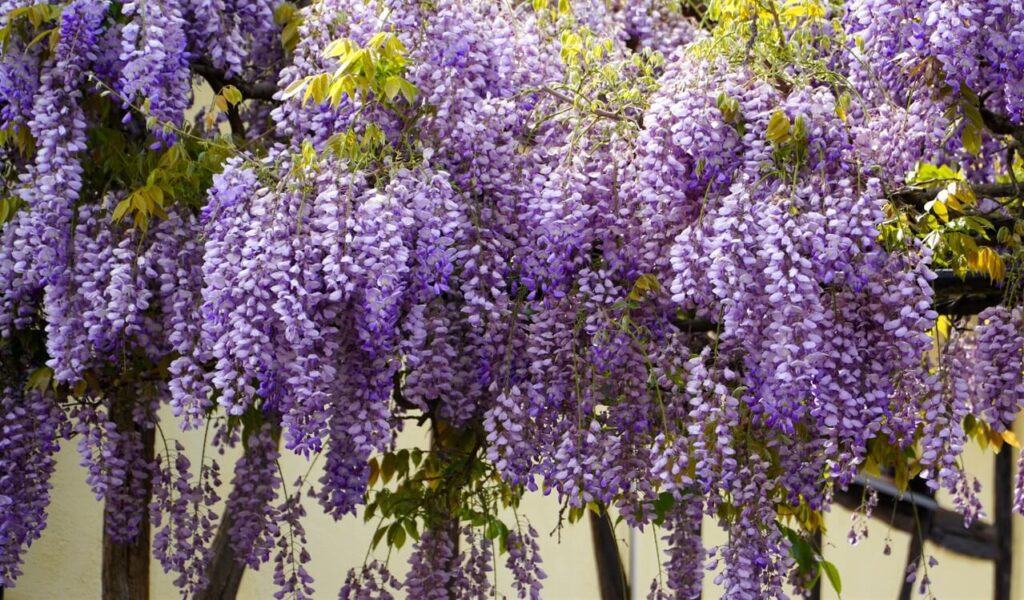 藤棚にたくさん咲いた藤の花