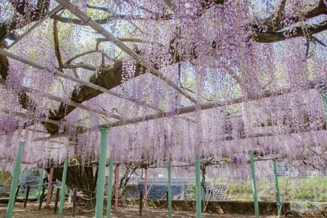 西寒多神社の藤棚を下から見上げた様子