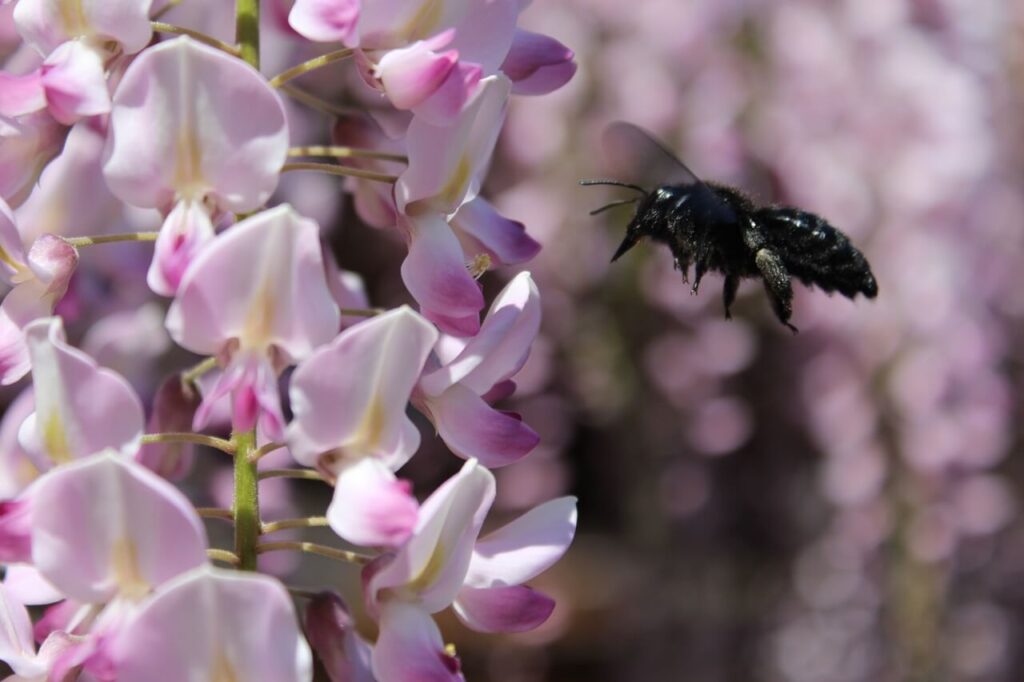 藤の花にとまろうとする蜂のアップ