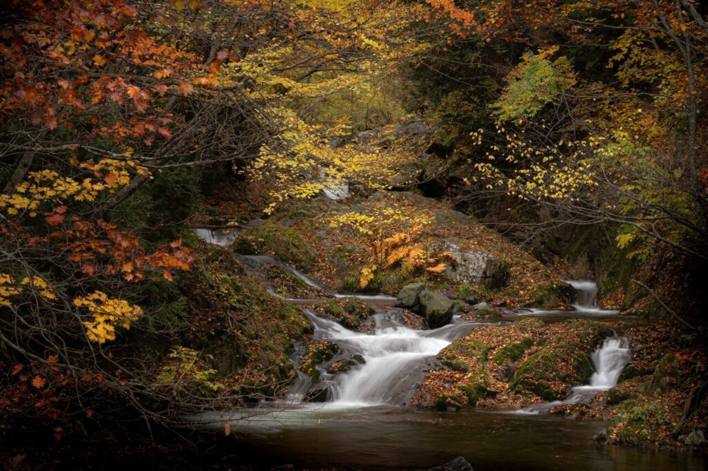 紅葉に包まれた川の流れの風景、水の恵みと浄化を感じる自然のイメージ