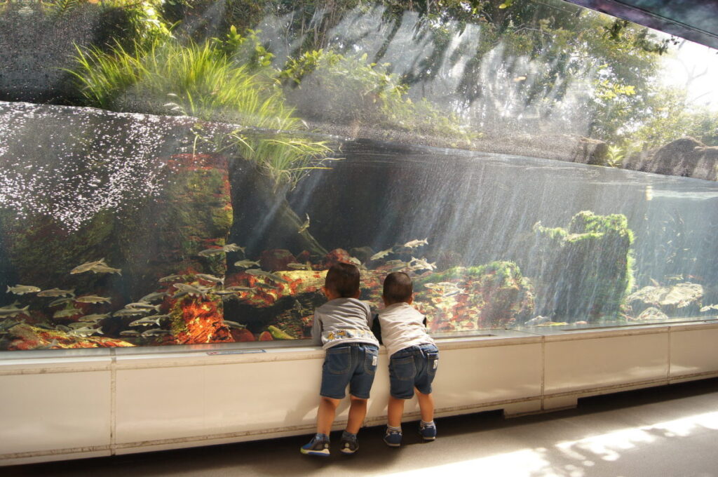 おさかな館で魚を見る子供たち、道の駅やよいの館内