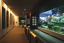 番匠おさかな館の館内、清流の魚を展示する道の駅やよいの水族館