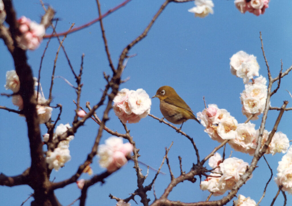 豊後梅と鳥のアップ、青空を背景に大分の自然と地域の魅力を表現したイメージ画像