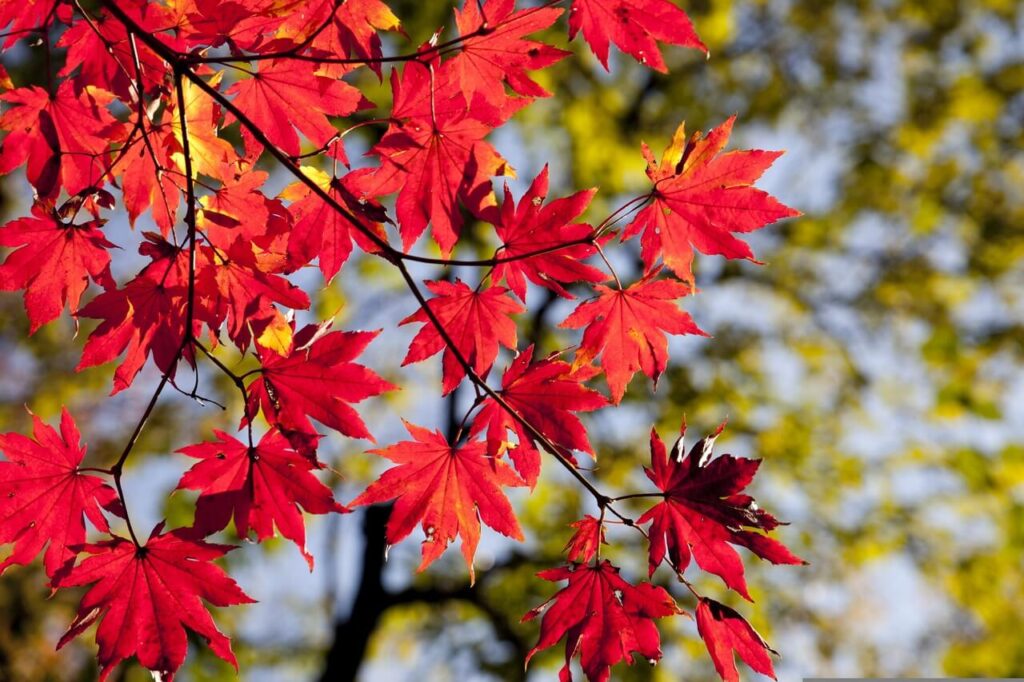 旧千燈寺跡の紅葉に彩られた自然景観 国東半島の秋の名所