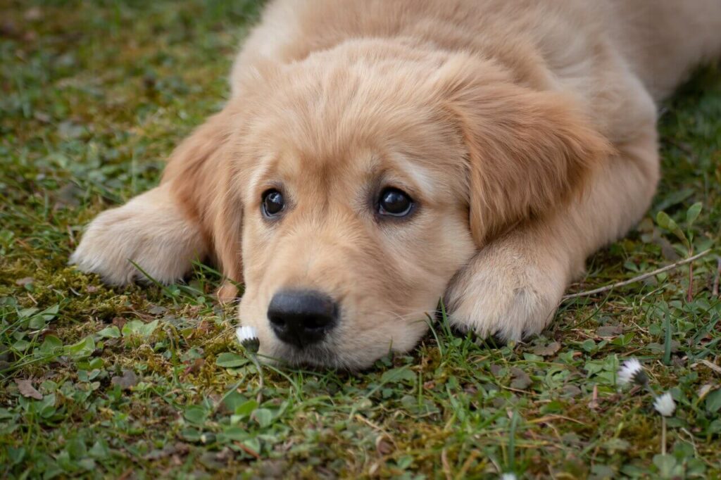 芝生の上でくつろぐゴールデンレトリバーの子犬 ペット同伴キャンプのイメージ