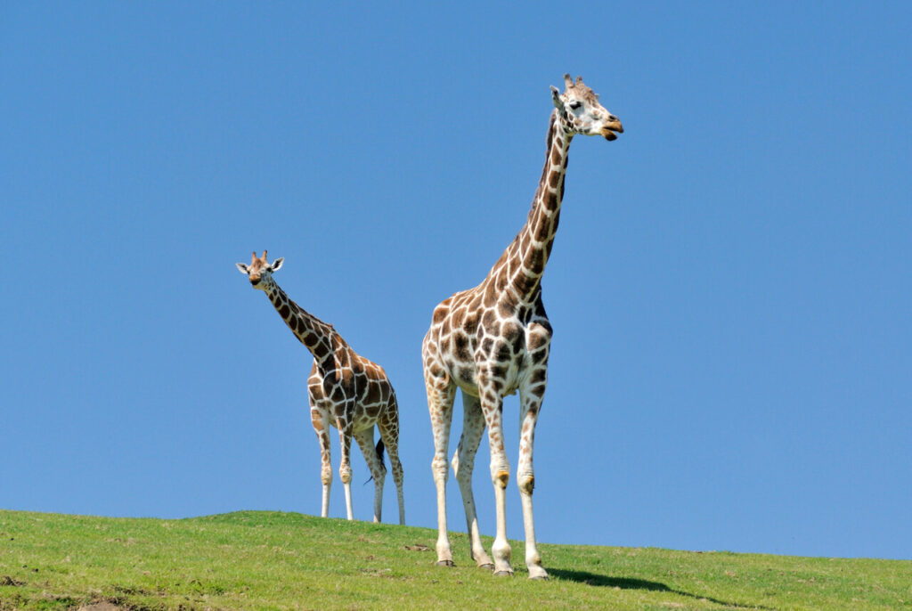 大分の自然豊かな山々を背景に、のんびりと過ごす2頭のキリン