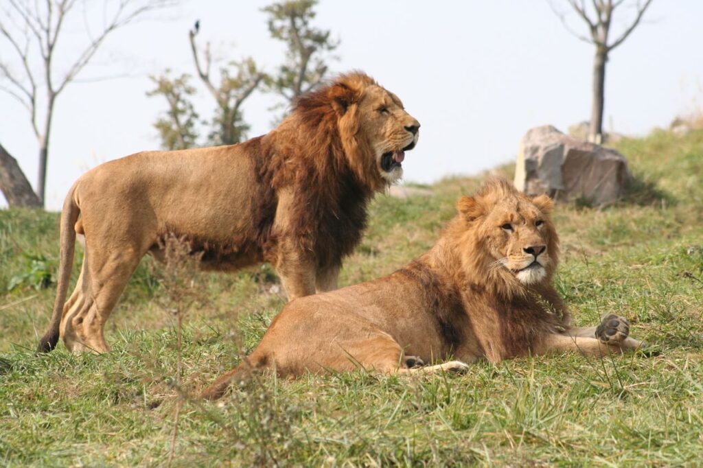 アフリカンサファリの広大なサファリゾーンでくつろぐ、迫力ある2頭の雄ライオン