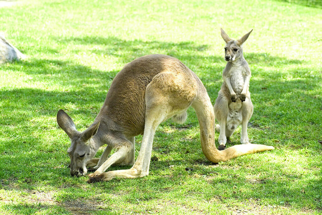 別府や由布院方面からのアクセスも便利なアフリカンサファリの、ふれあいの国にいる2頭のカンガルー