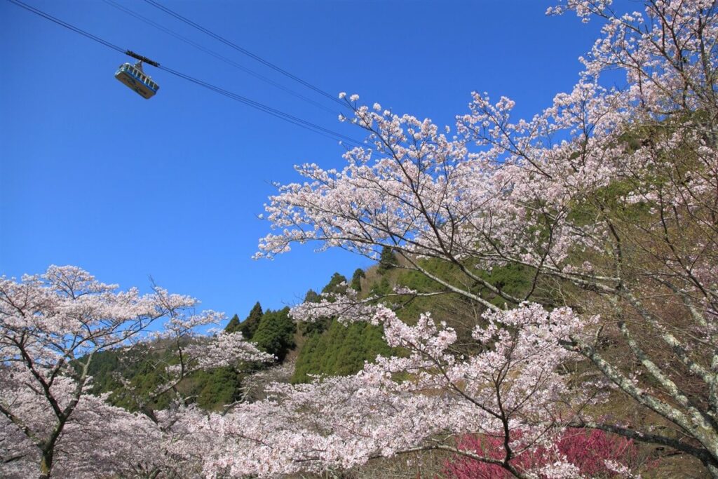 満開の桜と別府ロープウェイ。鶴見岳の山頂へ向かう春の絶景