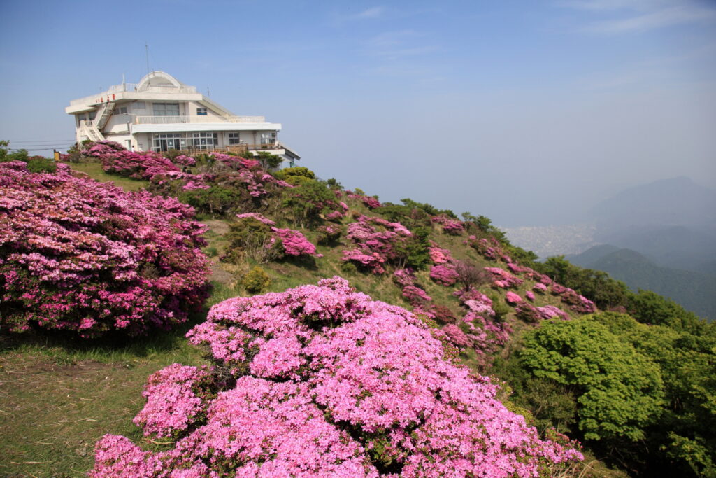 つつじが満開の別府ロープウェイ山頂付近。四季折々の花を楽しめる絶景スポット