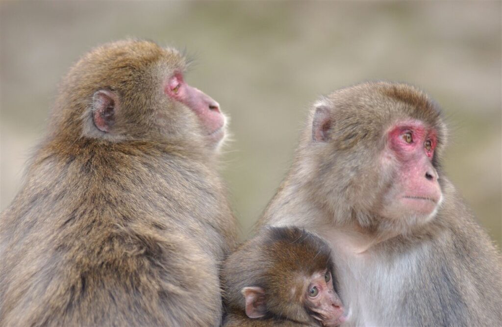 高崎山自然動物園の親子ザル。野生のニホンザルを間近で観察できる癒やしスポット