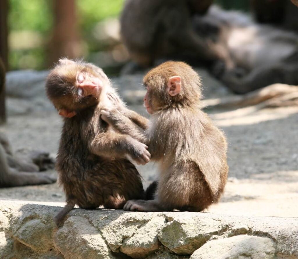 高崎山自然動物園のかわいい子ザル。別府観光とあわせて楽しめる動物スポット