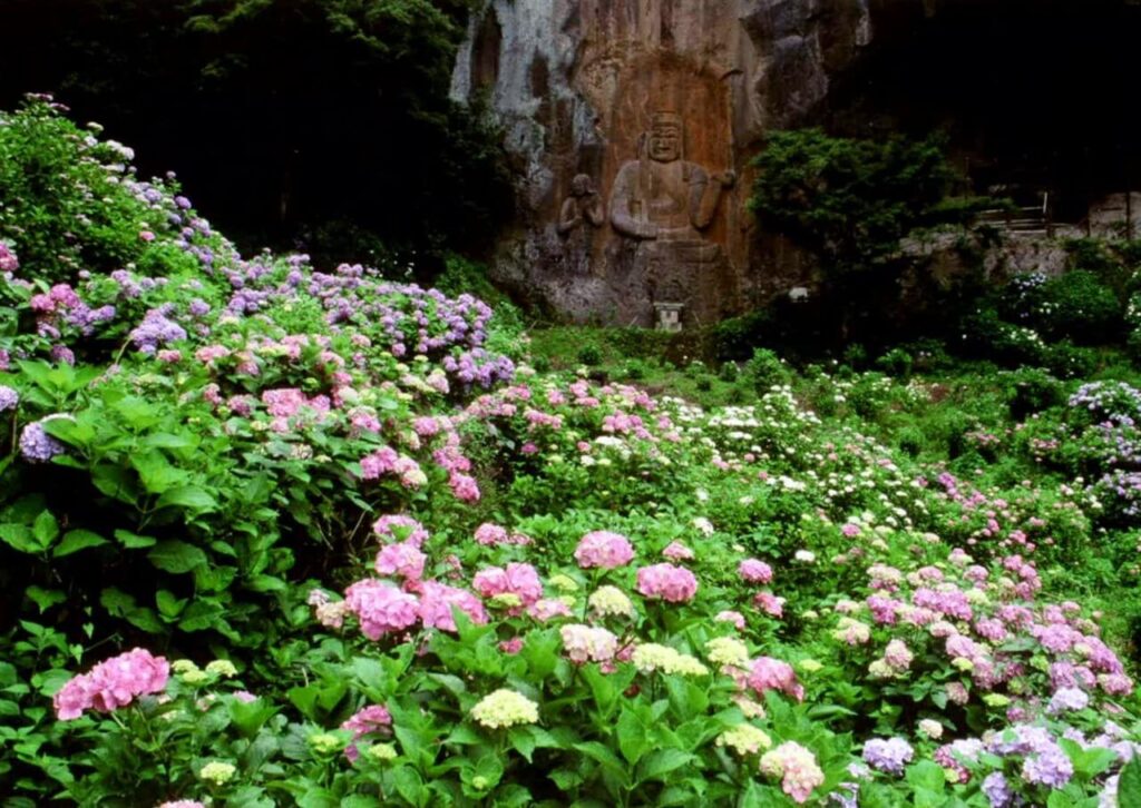 あじさい寺としても有名な普光寺の見どころ、満開に咲き誇る紫陽花の奥に佇む巨大な不動明王の絶景