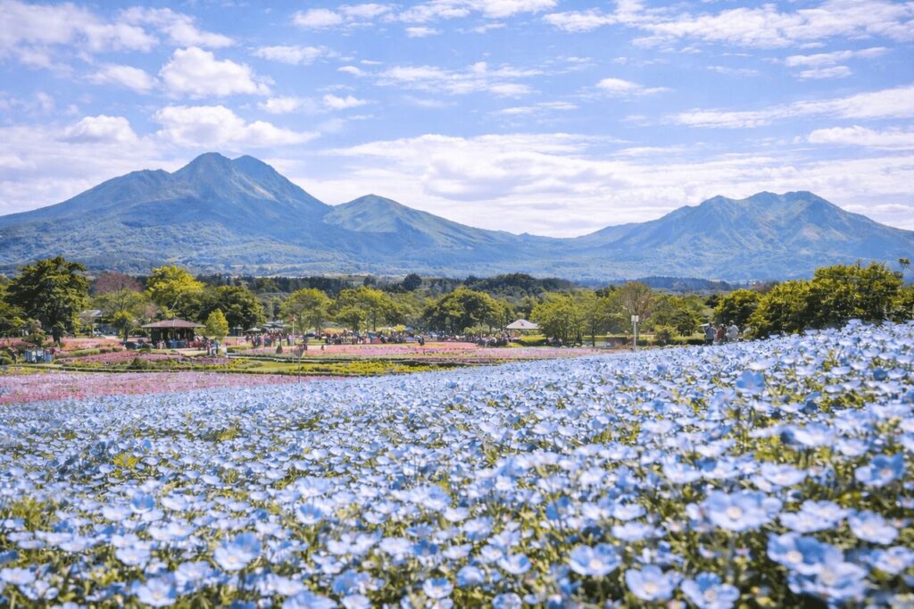 5月に見頃を迎える、くじゅう花公園の青一面のネモフィラ畑と澄んだ青空