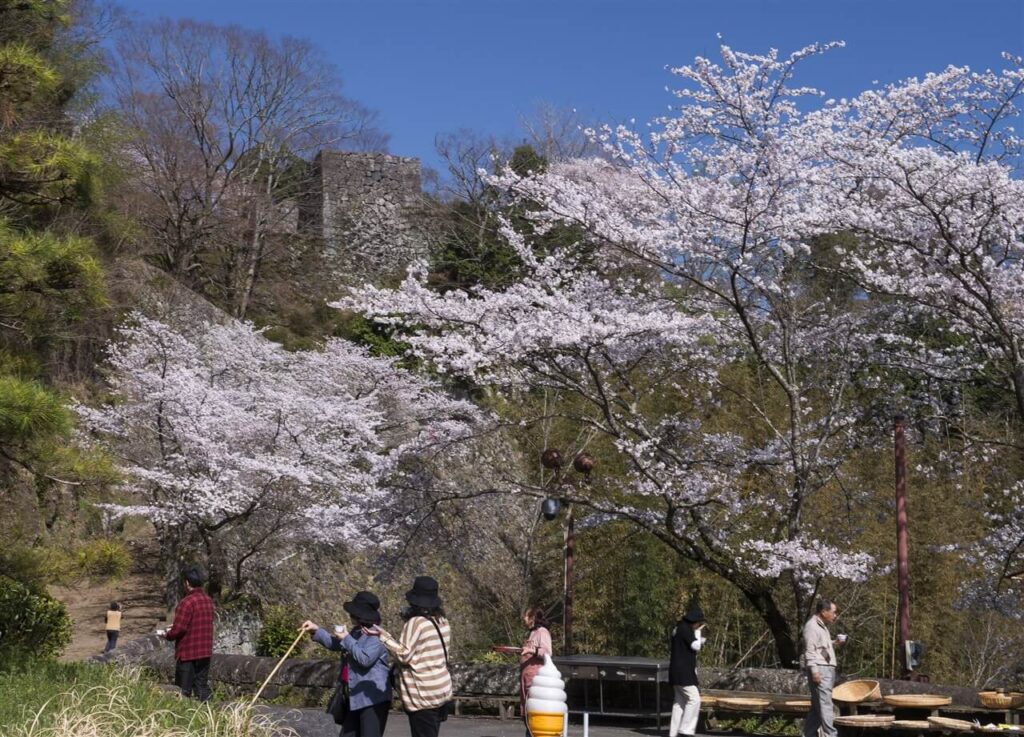 足元に注意して散策したい、春の満開の桜に囲まれた岡城跡の売店前を歩く観光客の様子
