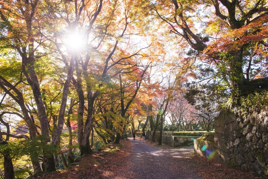 秋の観光シーズンにおすすめな、紅葉で鮮やかな赤に染まった木々が並ぶ広大な岡城跡の散策路