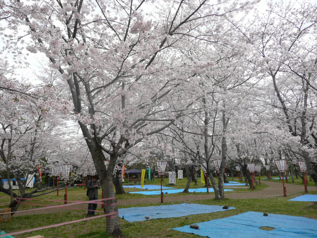 春の観光シーズンに多くの人が訪れる、桜が満開に咲き誇る臼杵城跡(臼杵公園)の景色