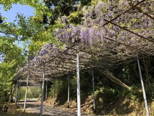 安国寺の藤棚。棚一面に咲き垂れる満開の藤の花