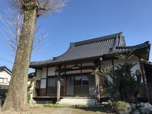 公慎山妙光寺の本堂。瓦屋根の重厚な造りと、境内に立つ大木やソテツ