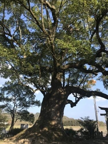 椿八幡神社の御神木。境内にそびえる樹高約30mの千年クスノキと鳥居