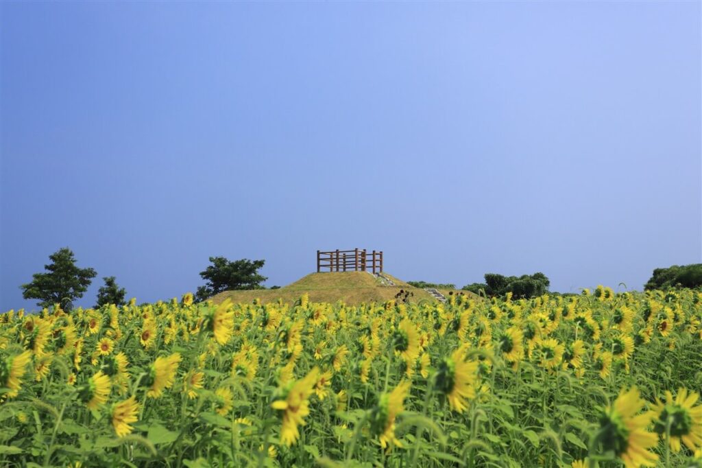 長崎鼻のひまわり畑と展望台。青空の下に広がる夏らしい風景