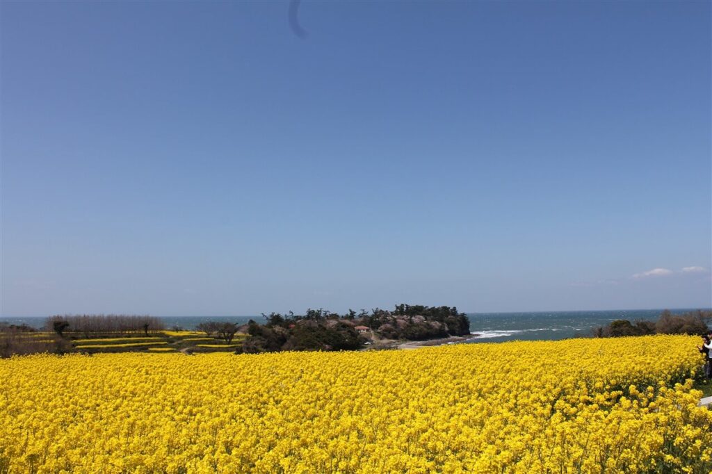 子連れ旅行に人気の長崎鼻。青い空と海、鮮やかな黄色いひまわりが広がる開放的な風景