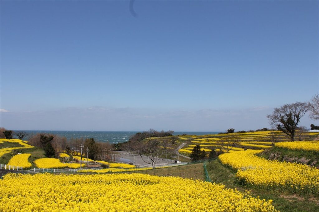 大分県豊後高田市・長崎鼻の黄色い花畑。海を望む段々畑のパノラマビュー