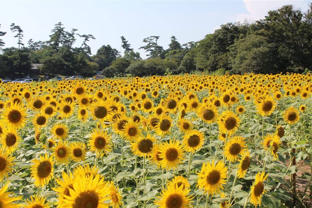 豊後高田市・長崎鼻の満開ひまわり畑。夏の大分ドライブにおすすめの絶景