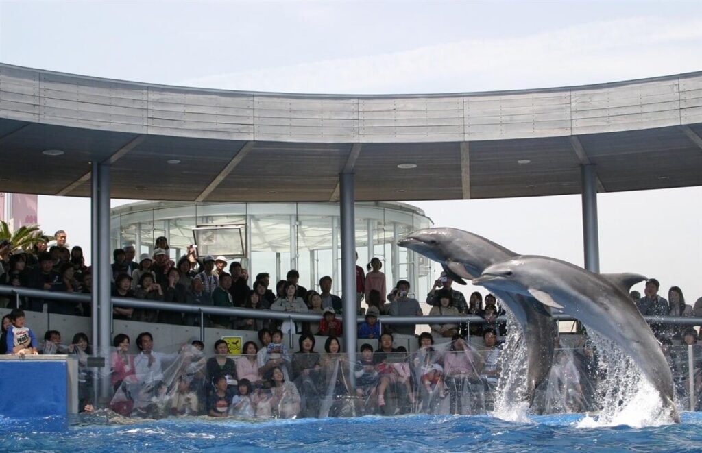 うみたまごのイルカショー。大分市の水族館で体験する別府周辺の定番観光